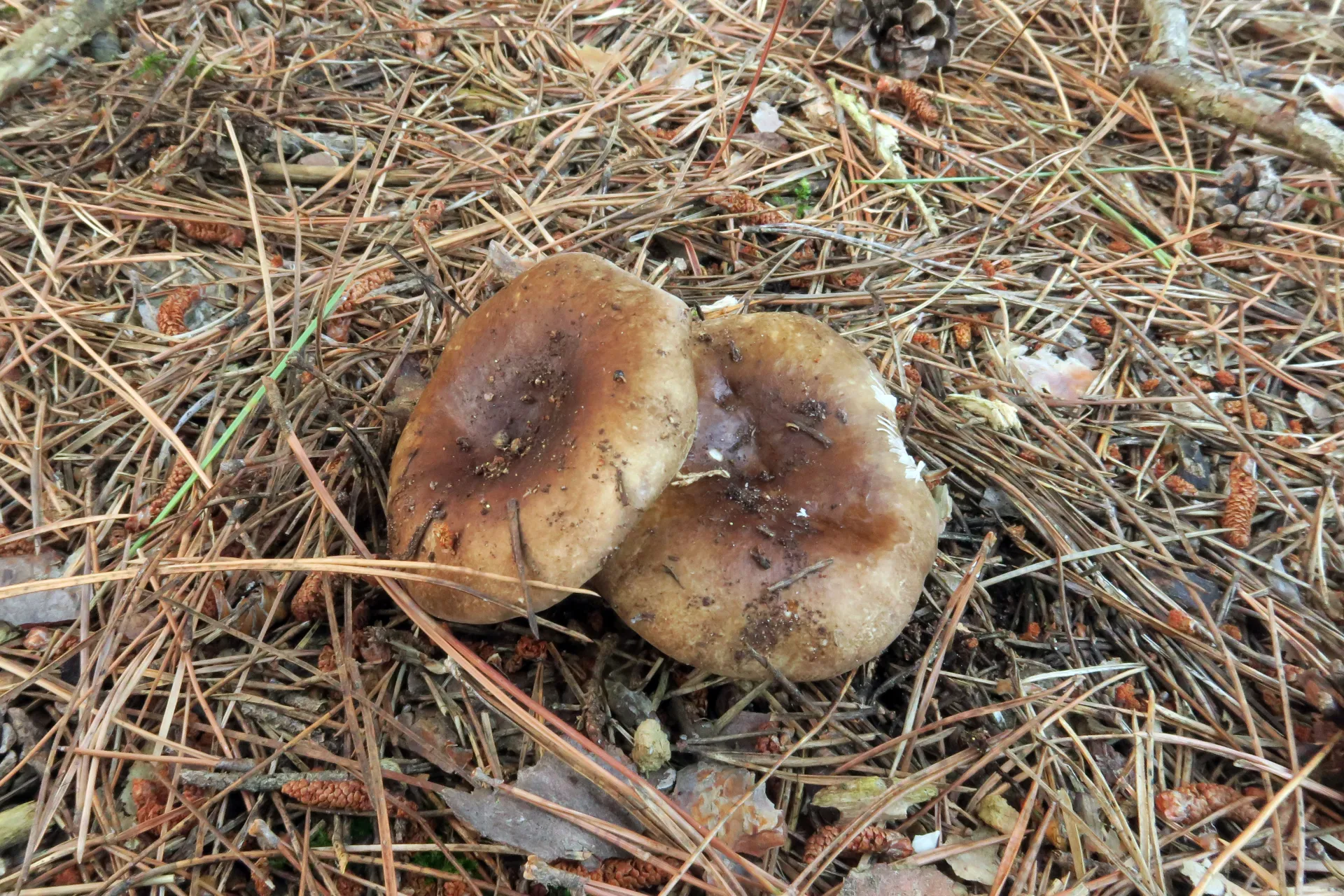 Russula anthracina - 1 - IMG_4433